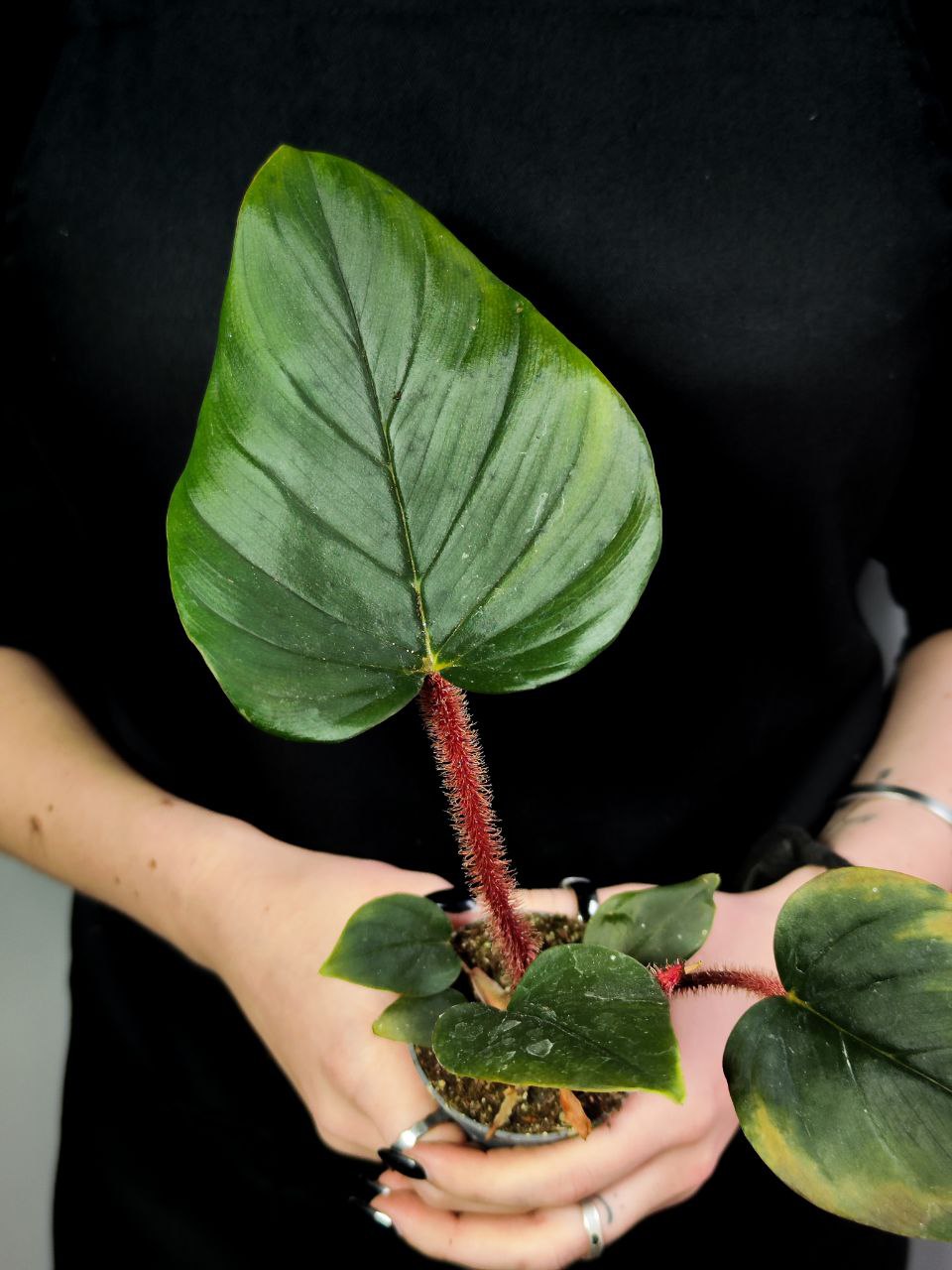 Филодендрон Сквамиферум (Philodendron Squamiferum) D6см