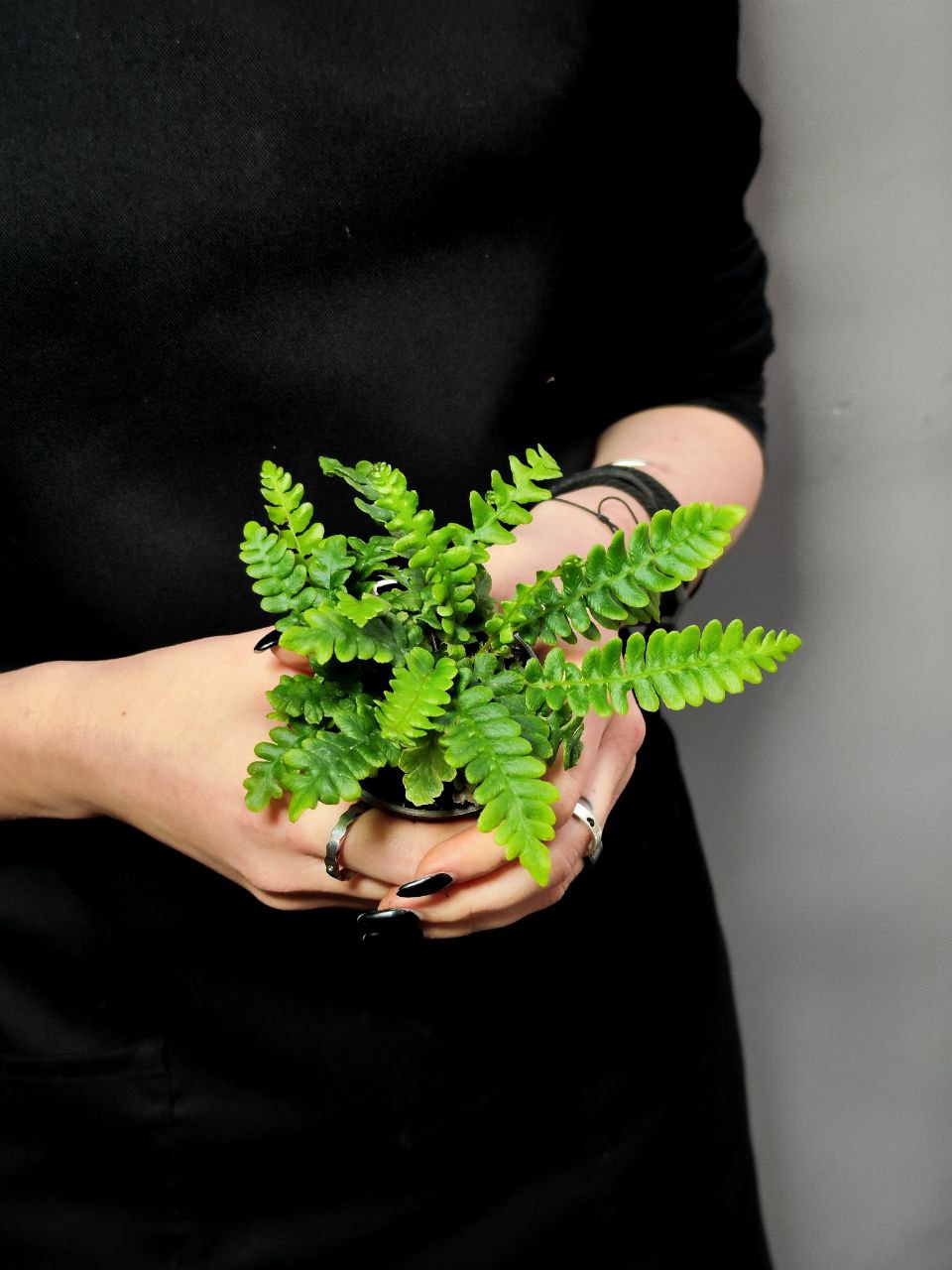 Папоротник Дербянка Колосистая (Blechnum Spicant) D6см