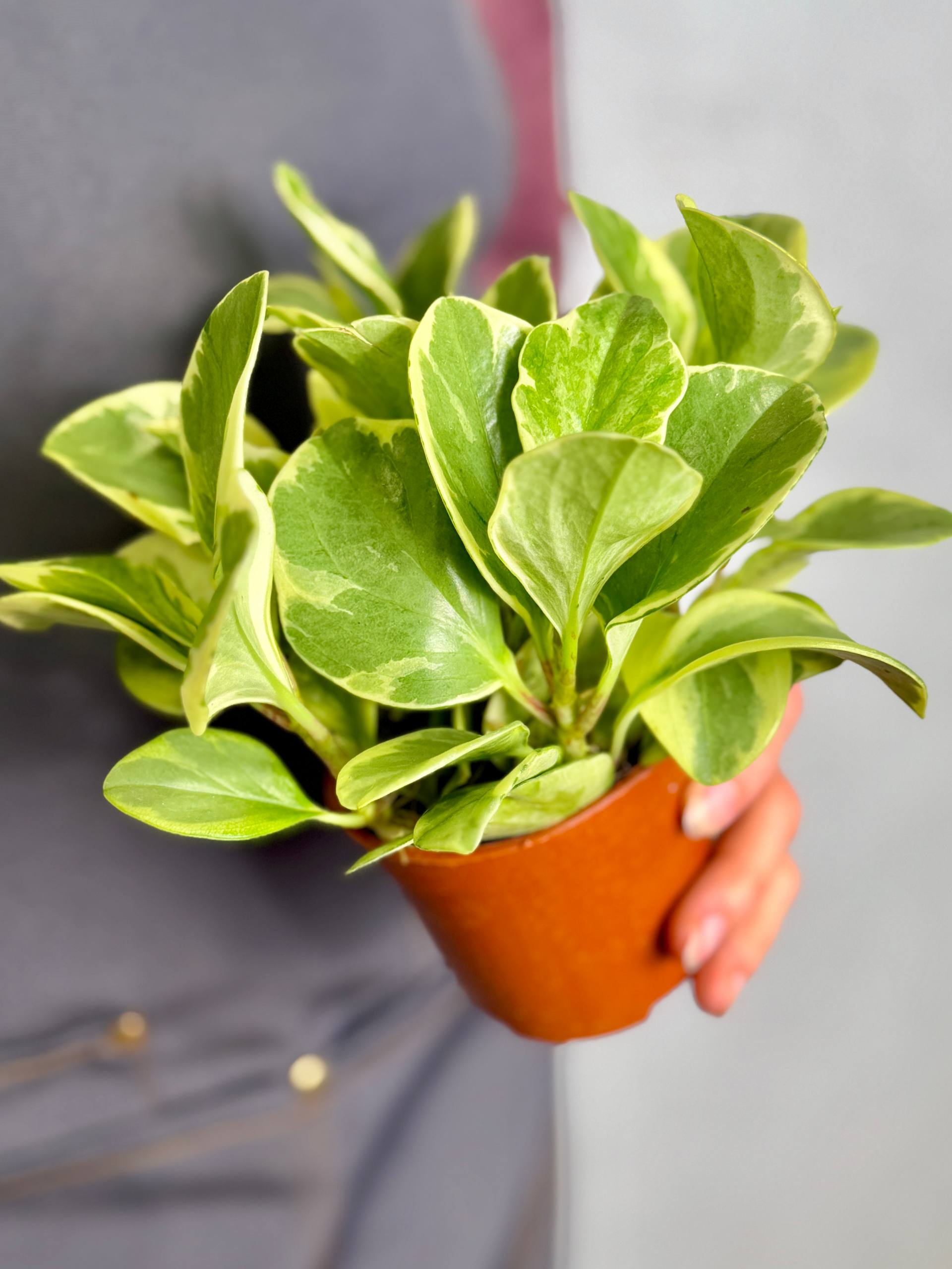 Пеперомия Туполистная Вариегатная (Peperomia Obtusifolia Variegata) D9см