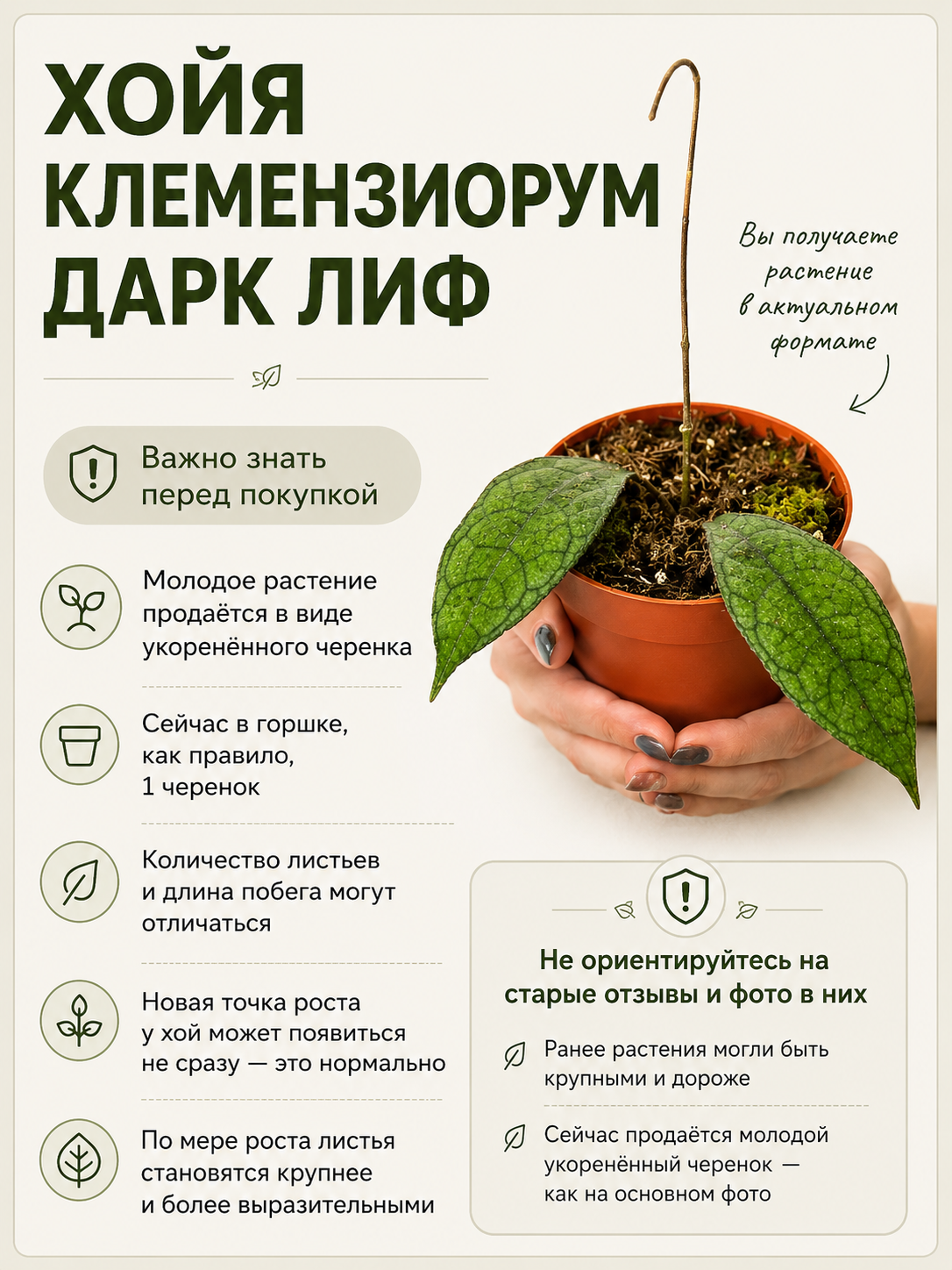 Хойя Клемензиорум Дарк Лиф (Hoya Clemensiorum Dark Leaf) D10см