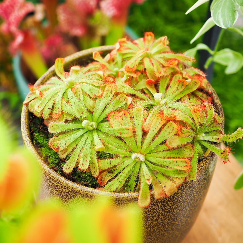 Росянка Алисия (Drosera Aliciae) D9см