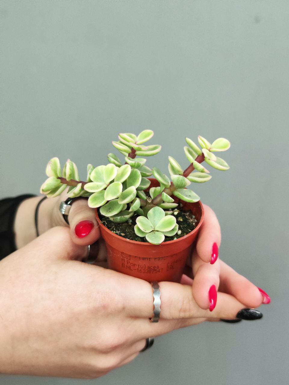 Портулакария Афра Вариегата (Portulacaria Afra Varigata) D5см