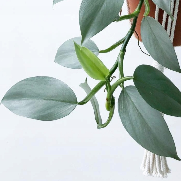 Филодендрон Сильвер Квин (Philodendron Silver Queen) D6см