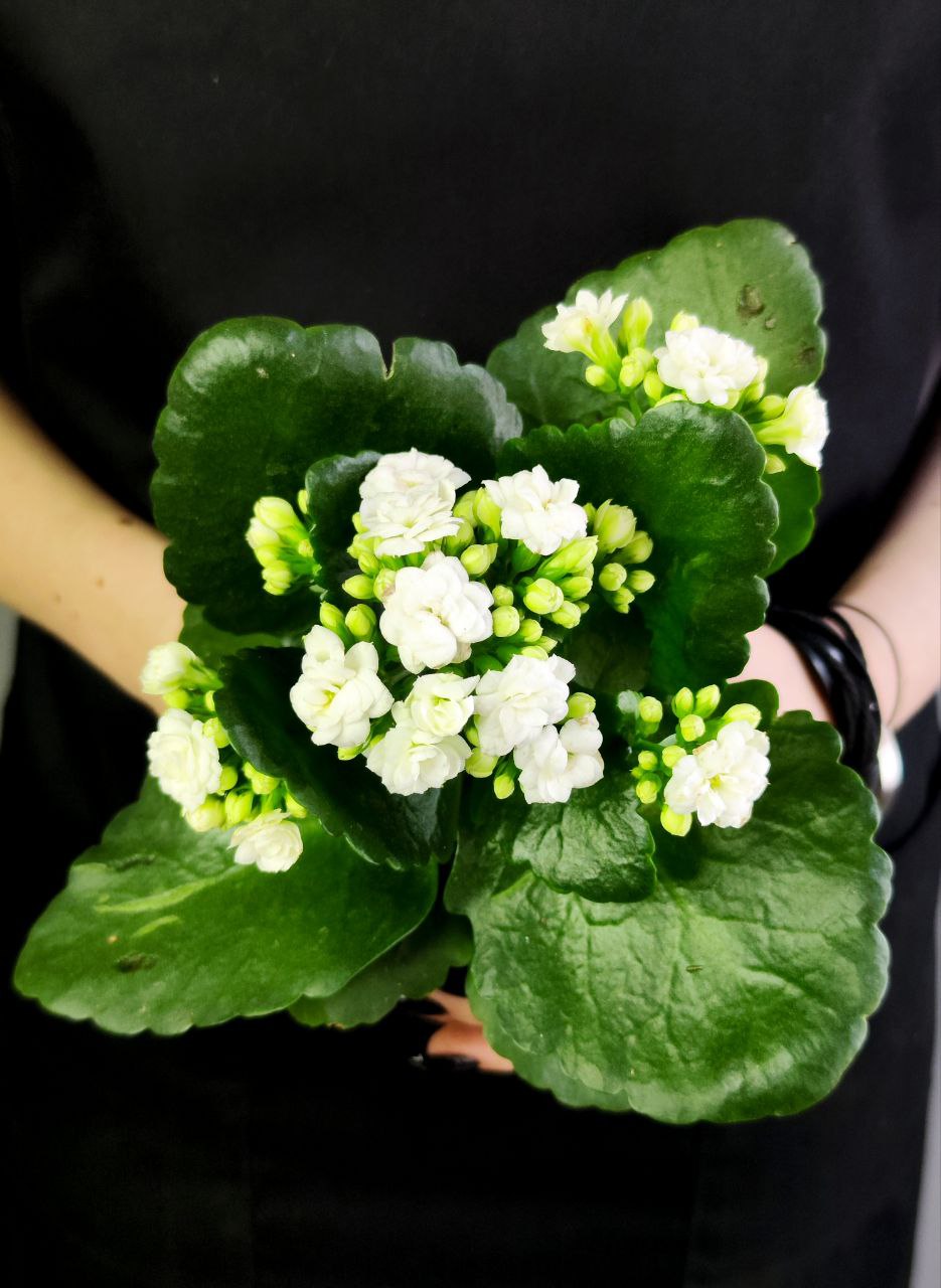 Каланхоэ Розалина Белая (Kalanchoe Rosalina White) D9см