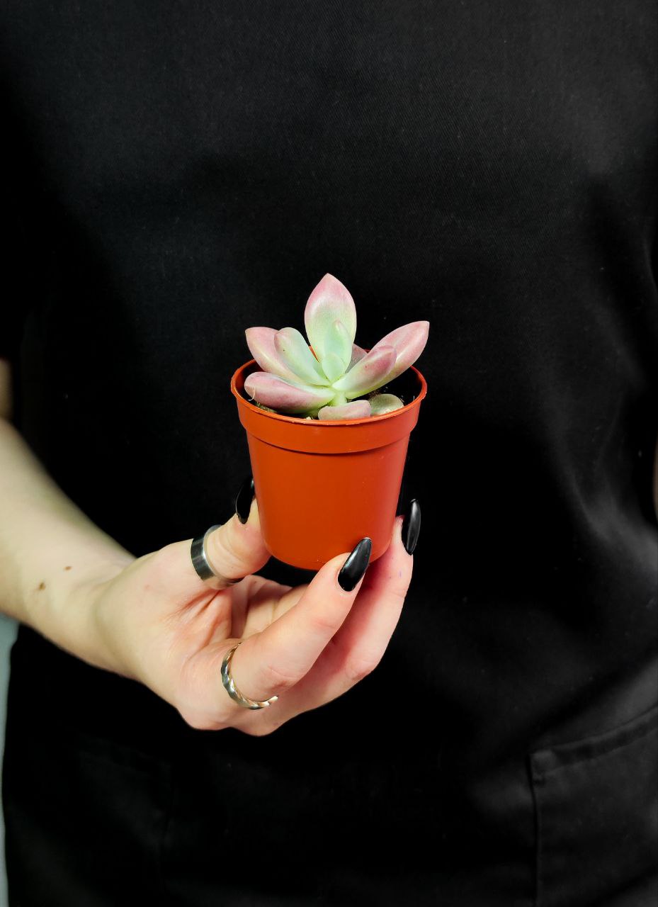 Граптоверия Рози Кроу (Graptoveria Rosie Crow) D5см