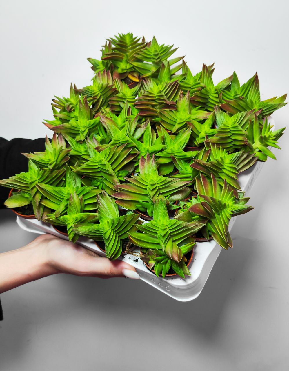 Крассула Капителла Зеленая (Crassula Capitella Green) D5см