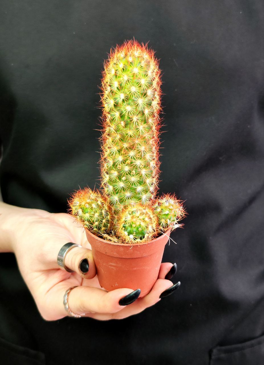 Кактус Маммиллярия Элоганта, или Удлиненная (Cactus Elongata) D5см