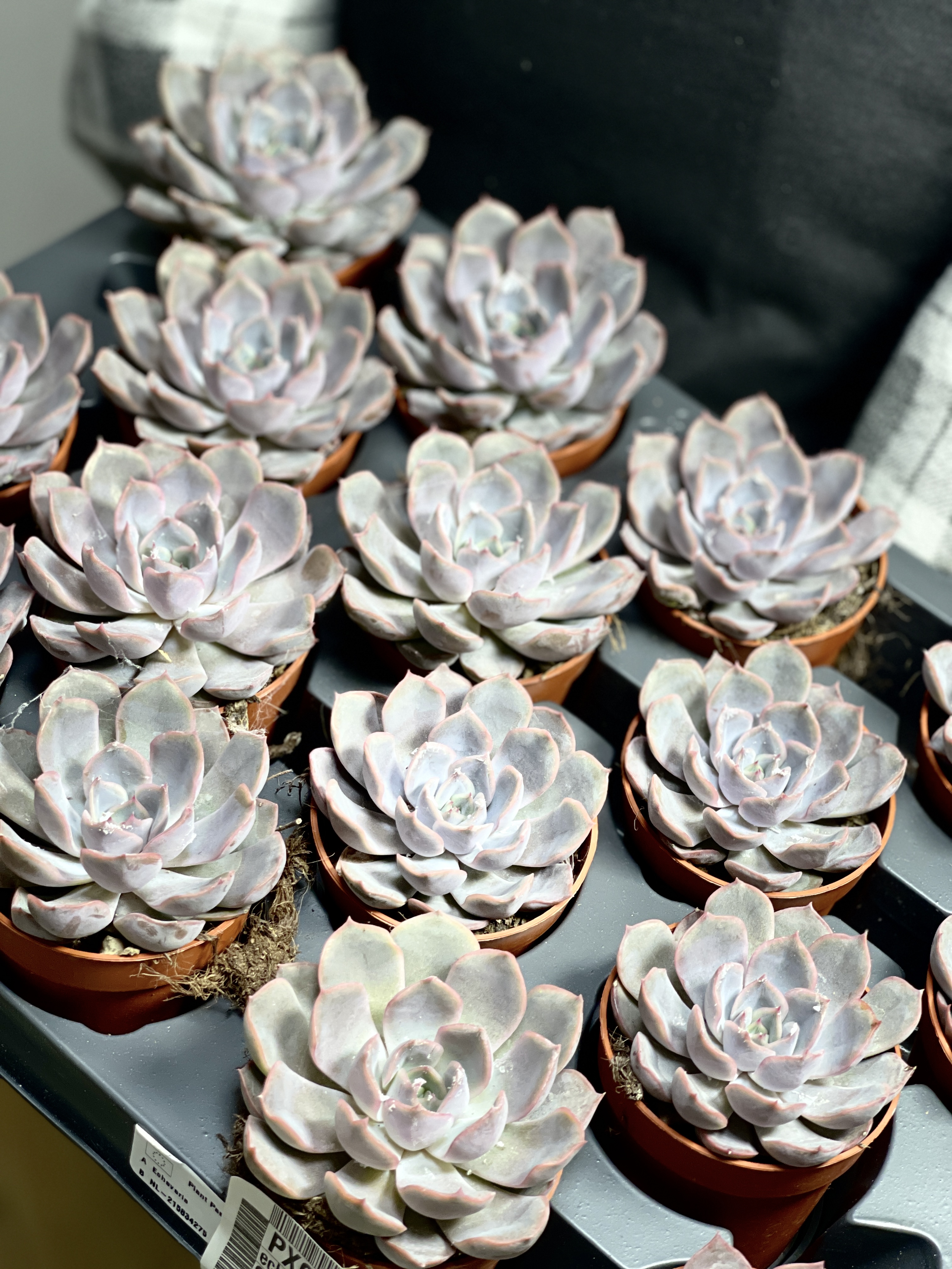 Эхеверия Апус (Echeveria Apus) D5см