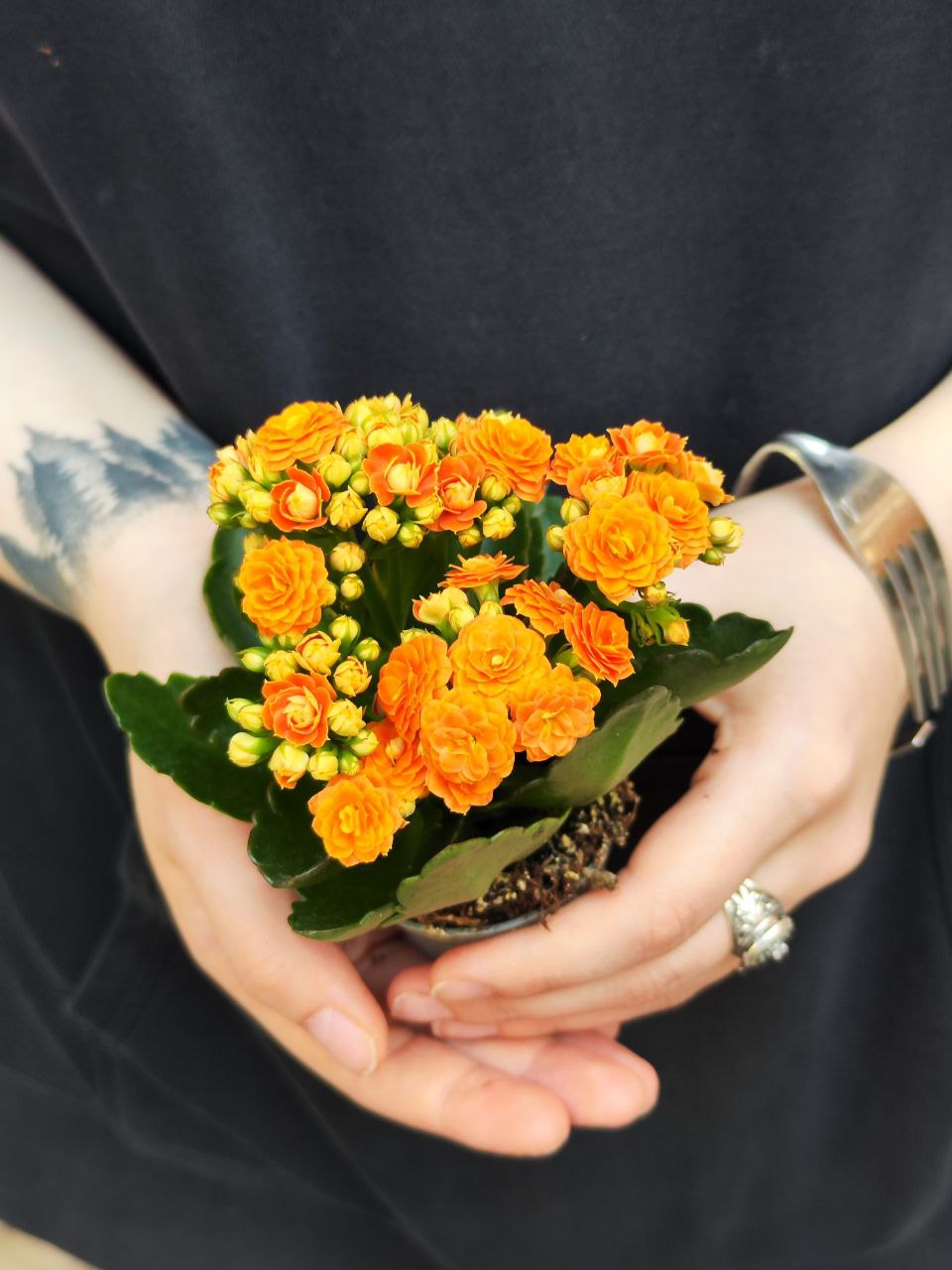 Каланхоэ Розалина Персиковая (Kalanchoe Rosalina Orange) D6см