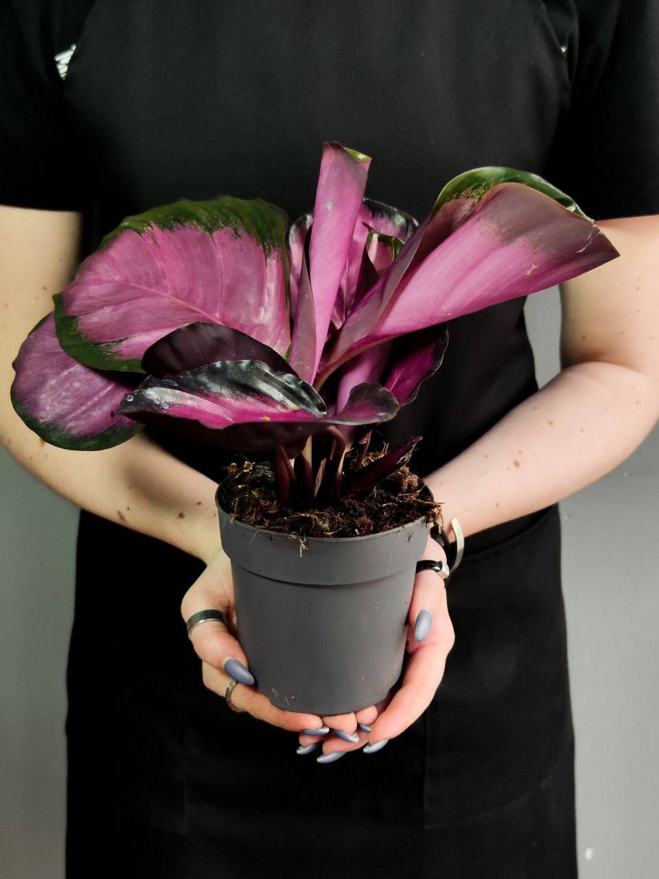 Калатея Розеопикта Рози (Calathea Roseopicta Rosy) D12см