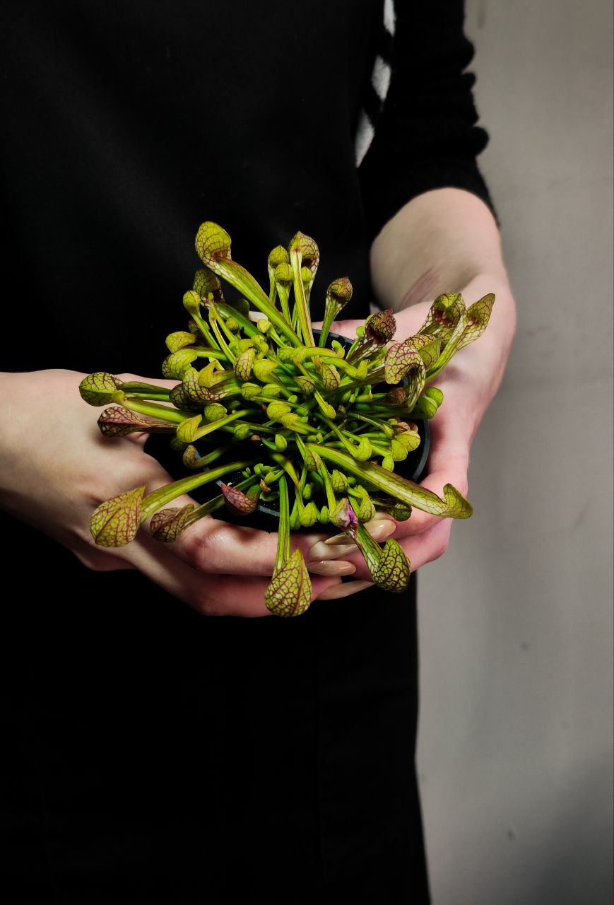Саррацения Пситацина (Sarracenia Psittacina) D9cм