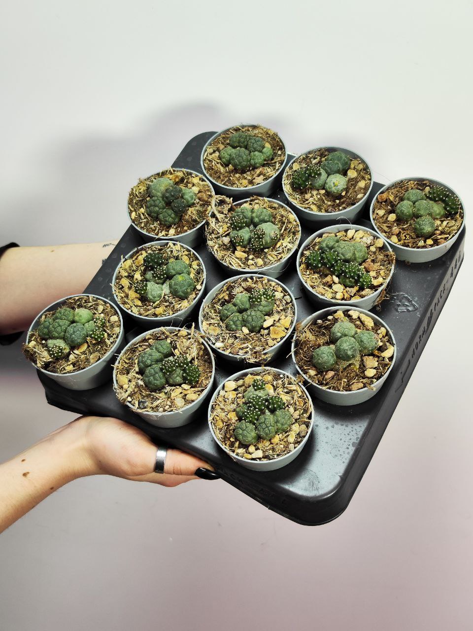 Кактус Пуна Инермис (Cactus Puna Bonnieae Inermis) D6,5см