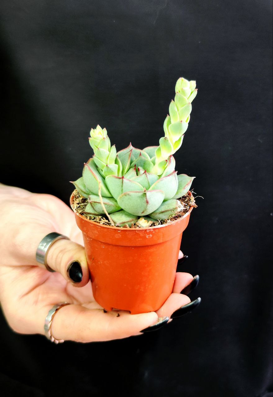 Эхеверия Фабиола (Echeveria Fabiola) D5см