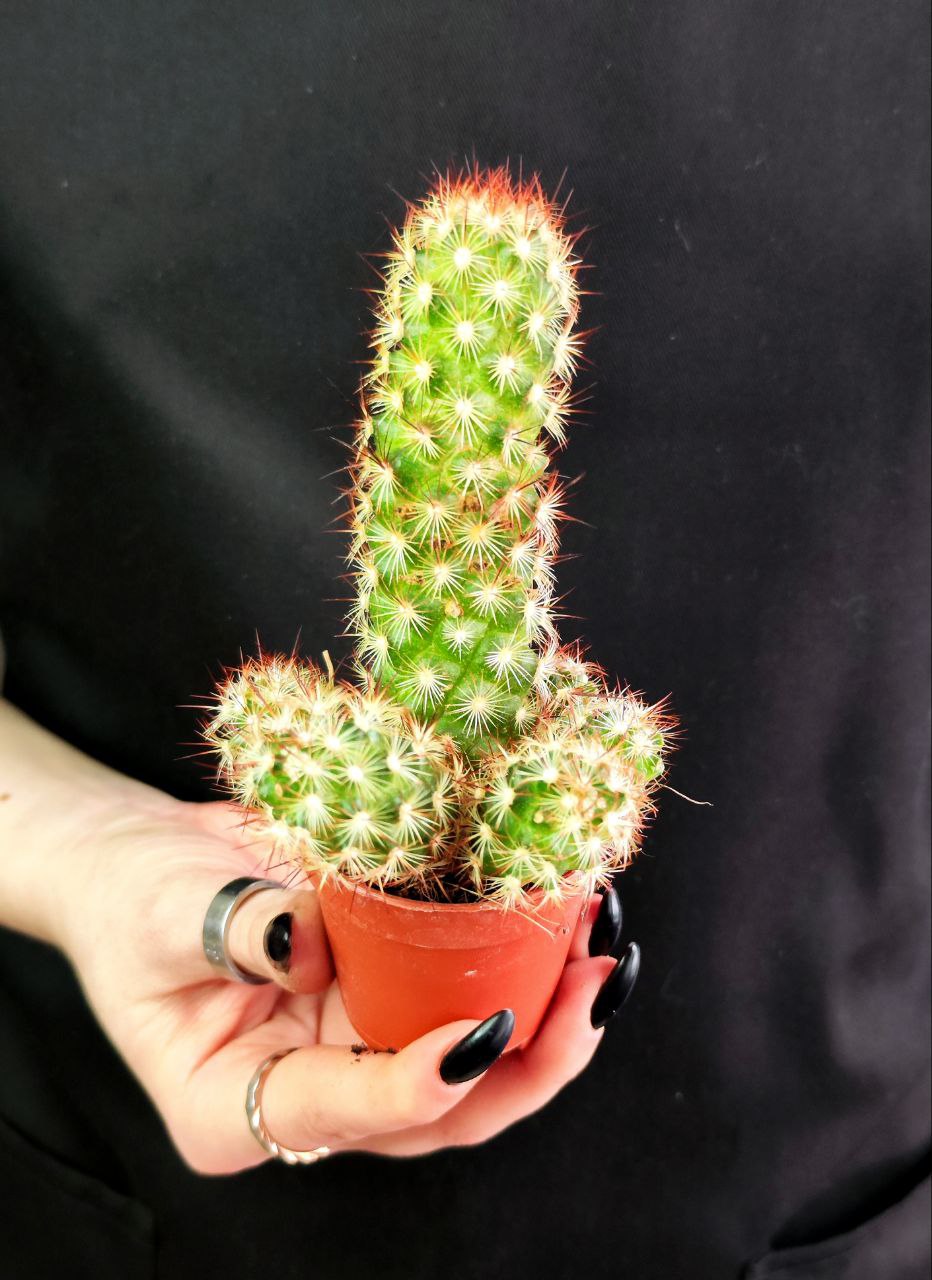 Кактус Маммиллярия Элоганта, или Удлиненная (Cactus Elongata) D5см