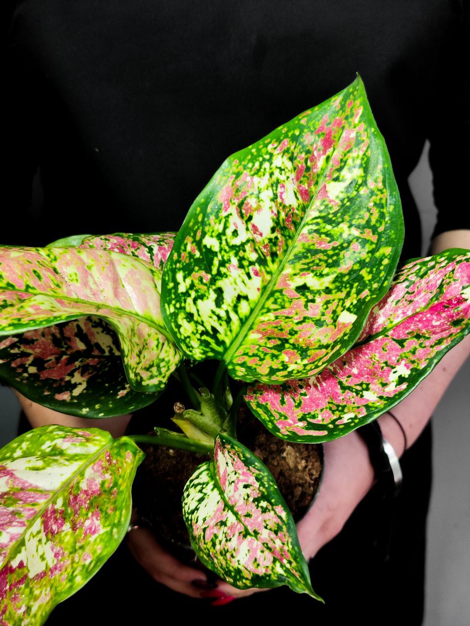Аглаонема Анимани Триколор (Aglaonema Anyamanee Tricolor) D12см