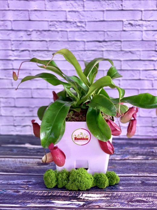 Непентес Кровавая Мэри (Nepenthes Bloody Mary) пересаженный D17см
