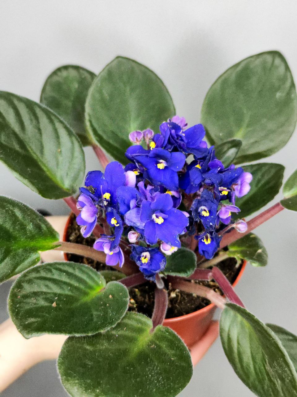 Сенполия Синяя, или Фиалка (Saintpaulia Dark Blue) D10см
