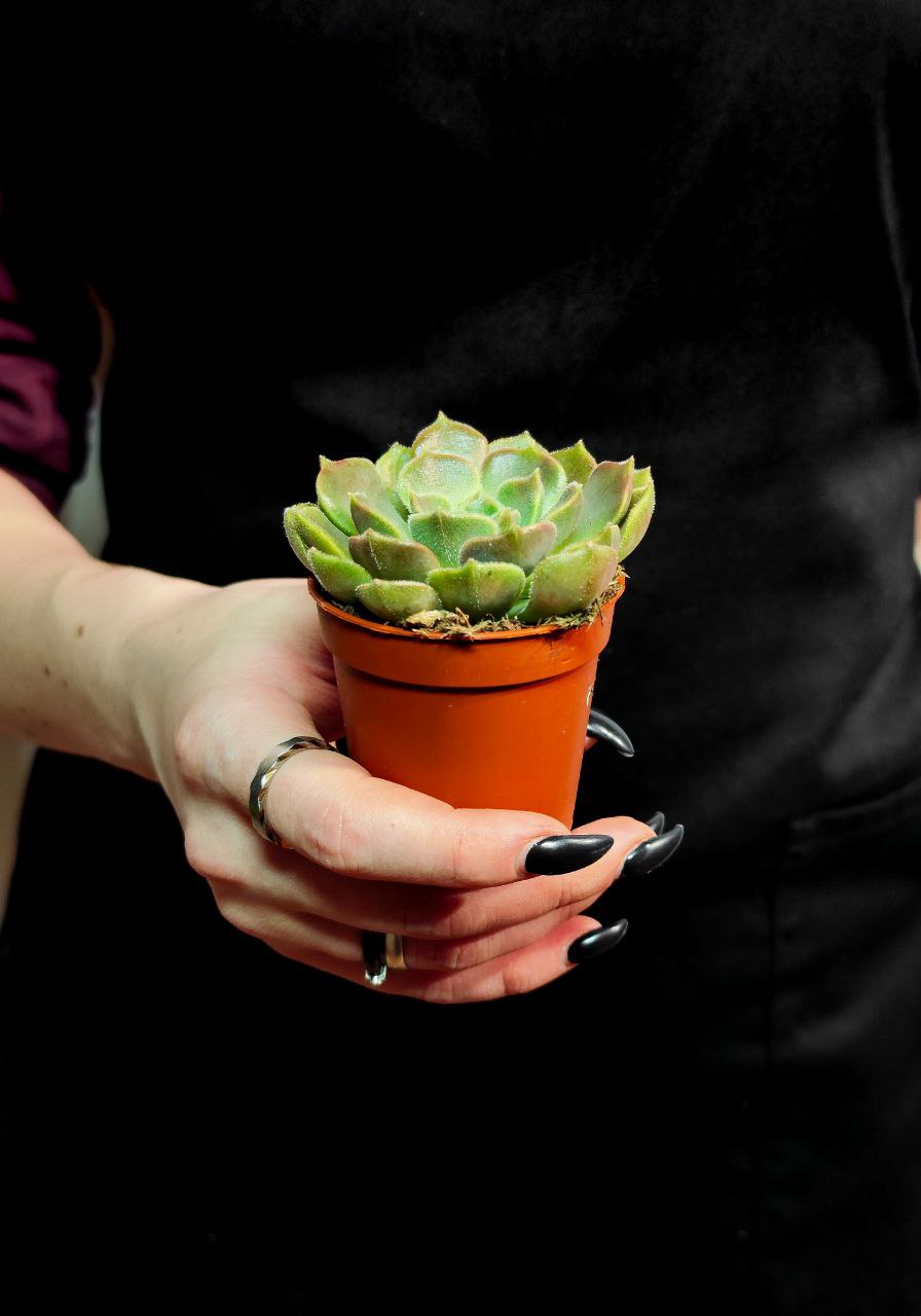 Эхеверия Браун Роуз (Echeveria Brown Rose) D5см