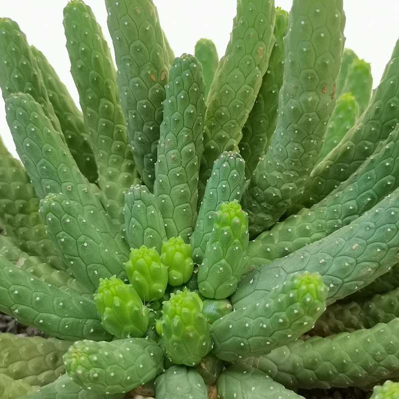 Молочай Безостый, или Эуфорбия Медузовидная (Euphorbia Inermis) D5см