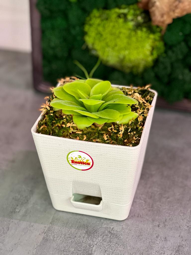 Жирянка Тина (Pinguicula Tina) пересаженная D12см