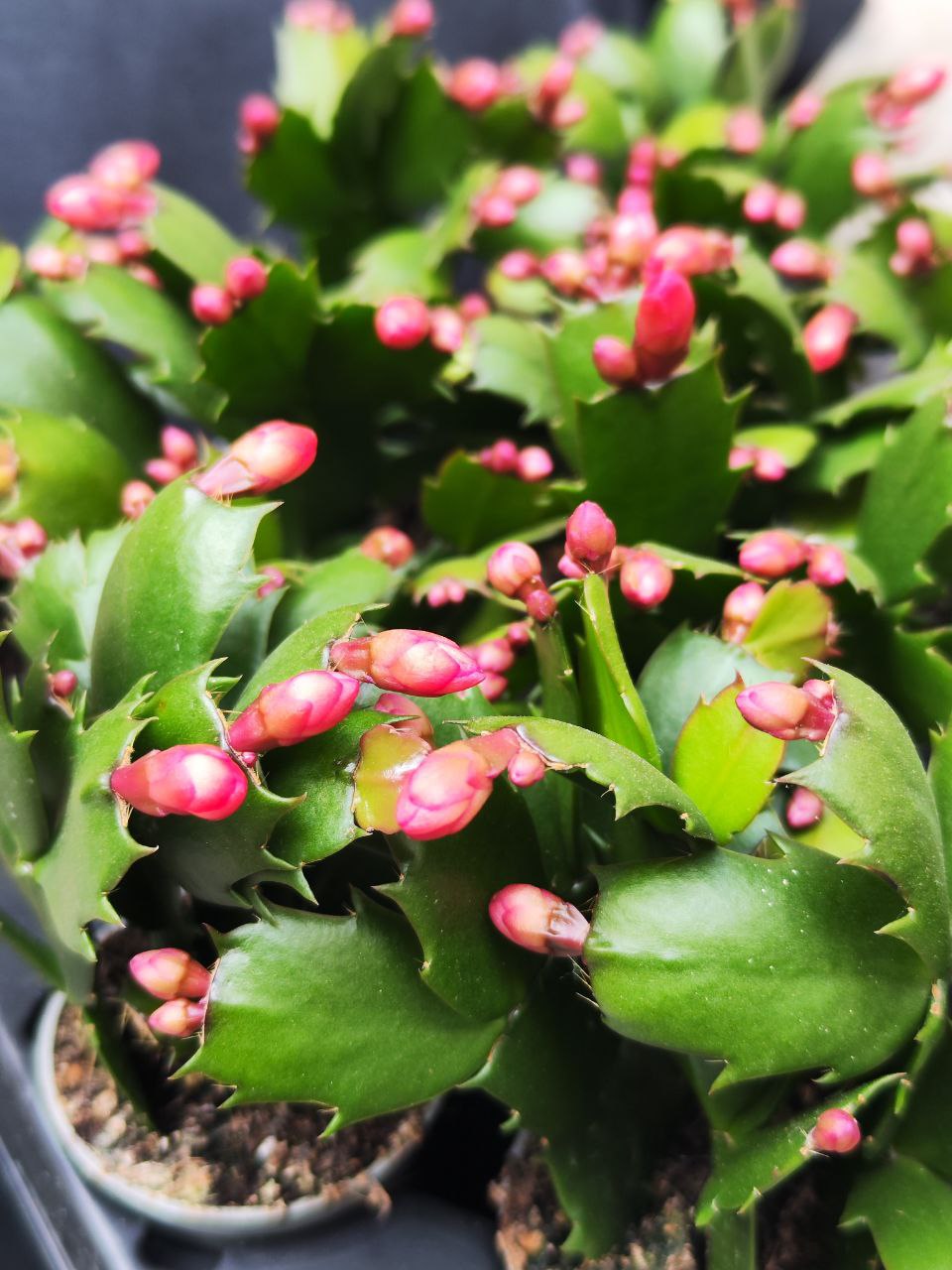 Декабрист Красный, или Шлюмбергера (Schlumbergera Tendenza Red) D6см