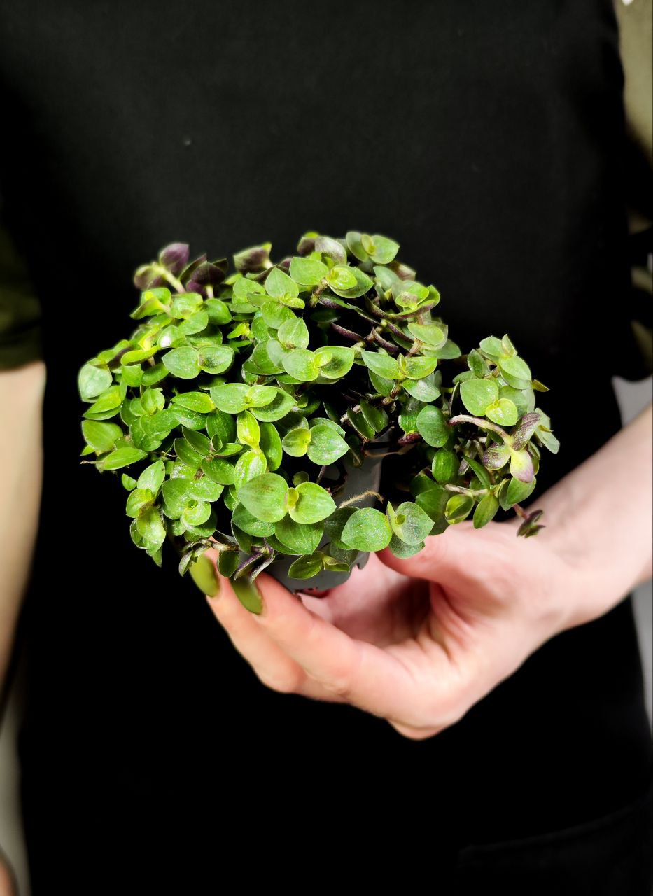 Каллизия Репенс Грин (Callisia Repens Green) D5см