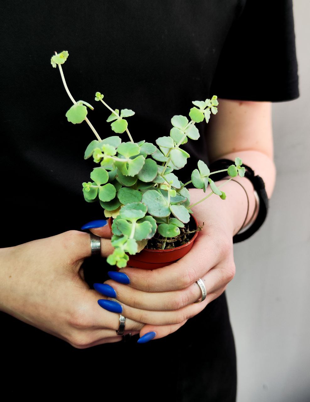 Седум Зибольда (Sedum Sieboldii) D5см