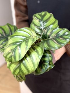 Калатея Фасциата (Calathea Fasciata) D14см