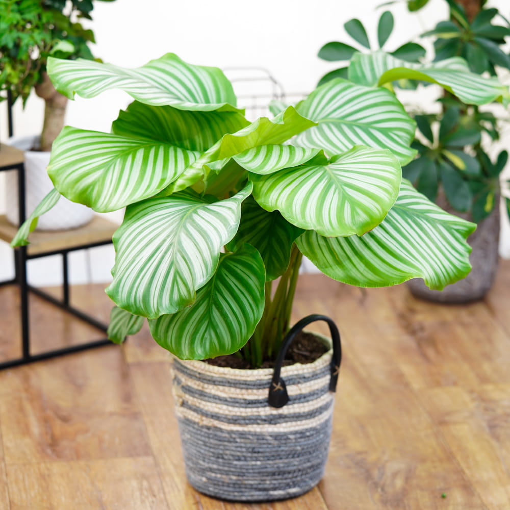 Калатея Орбифолия (Calathea Orbifolia) D6см