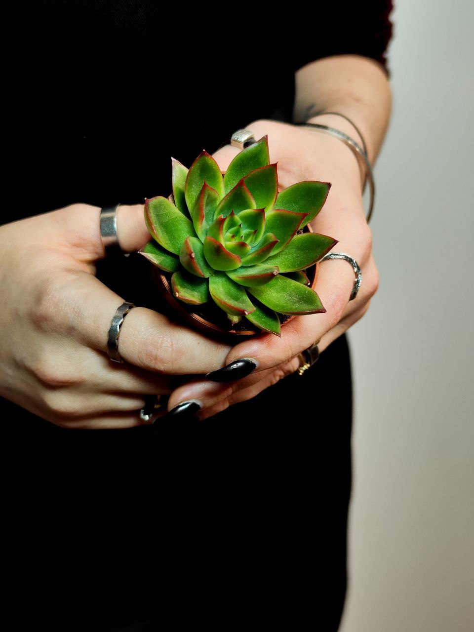 Эхеверия Костарии (Echeveria Costarii) D5см