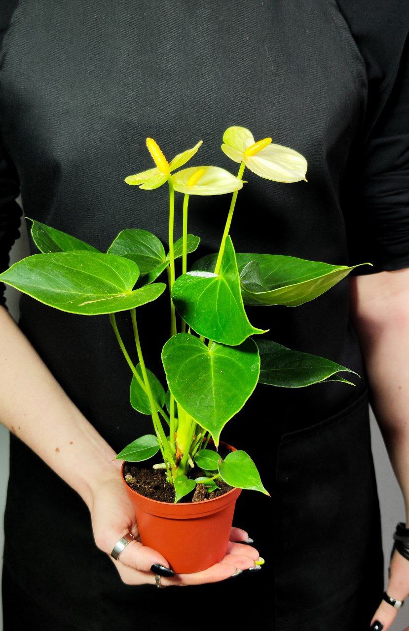 Антуриум Андре Ванилла (Anthurium Аndraeanum Vanilla) D9см
