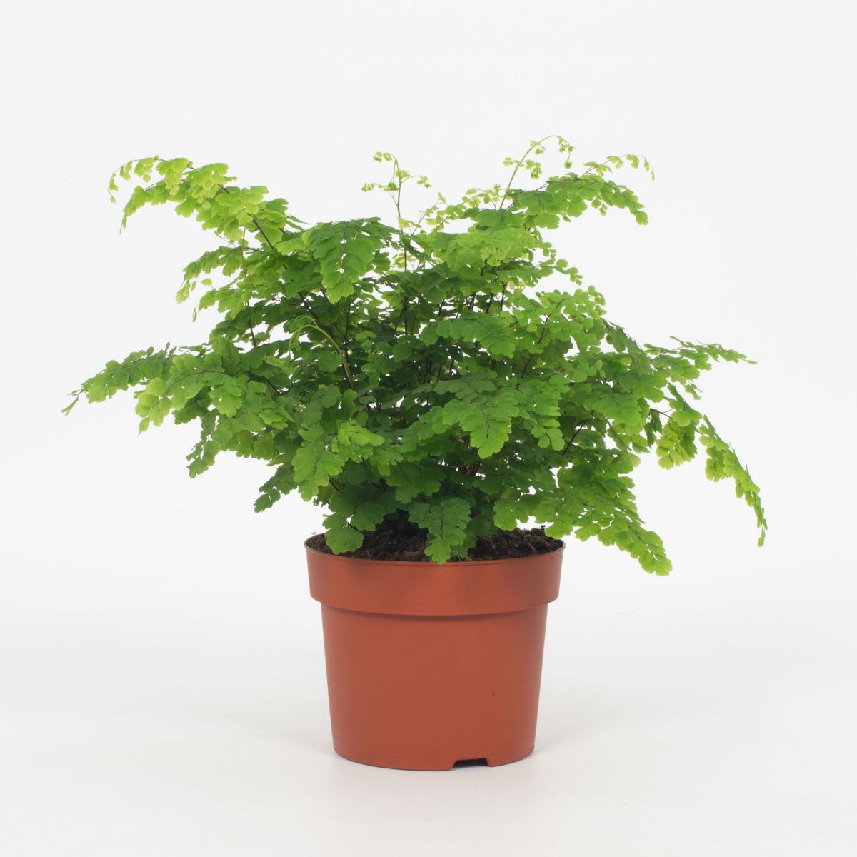 Адиантум Фриц Лутц, или Ажурный Папоротник (Adiantum Fritz-luthi) D8,5см