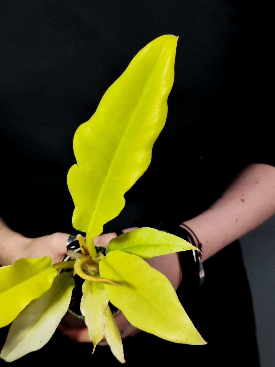 Филодендрон Голден Сворд (Philodendron Golden Sword) D6см