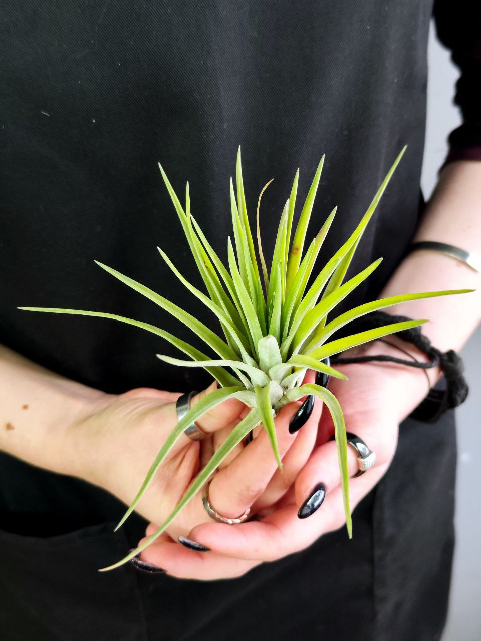 Тилландсия Велютина (Tillandsia Velutina)