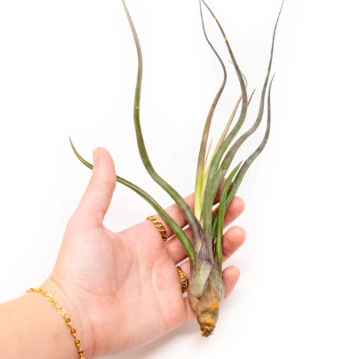 Тилландсия Псевдобалей (Tillandsia pseudobaileyi) XL