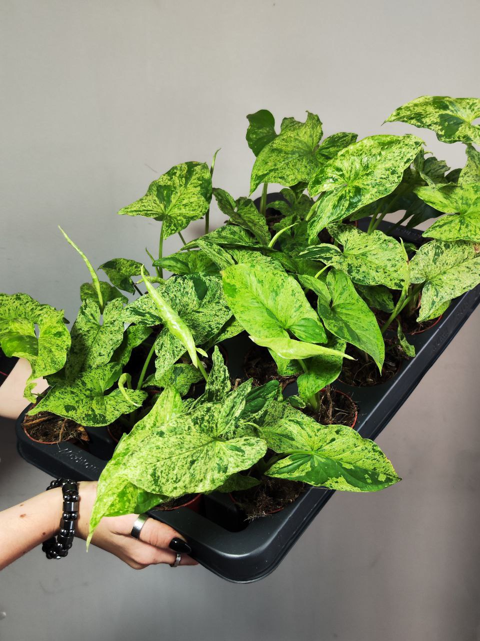 Сингониум Моттлед Мохито (Syngonium Mottled Mojito) D6см