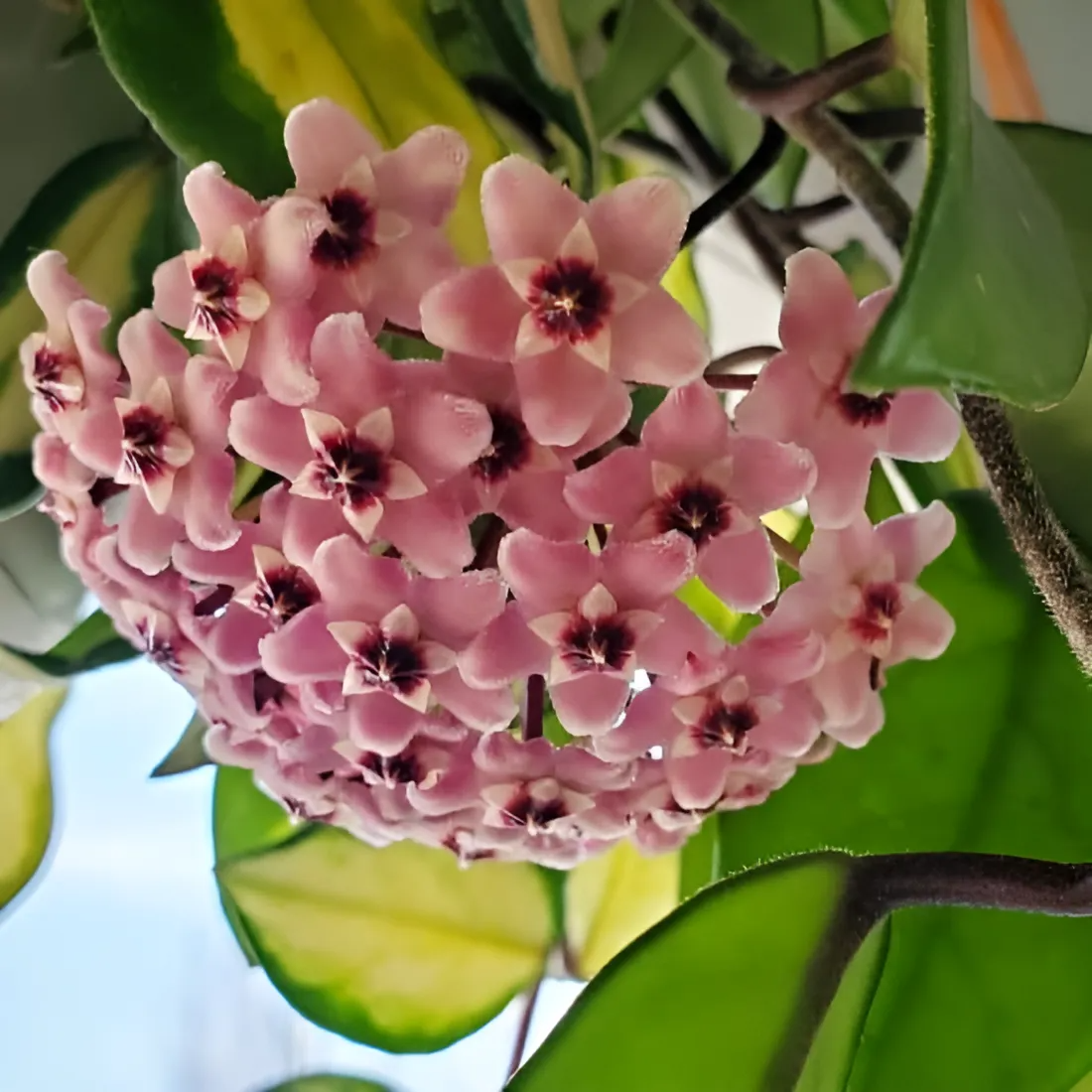 Хойя Карноза Триколор (Hoya Carnosa Tricolor) D6см
