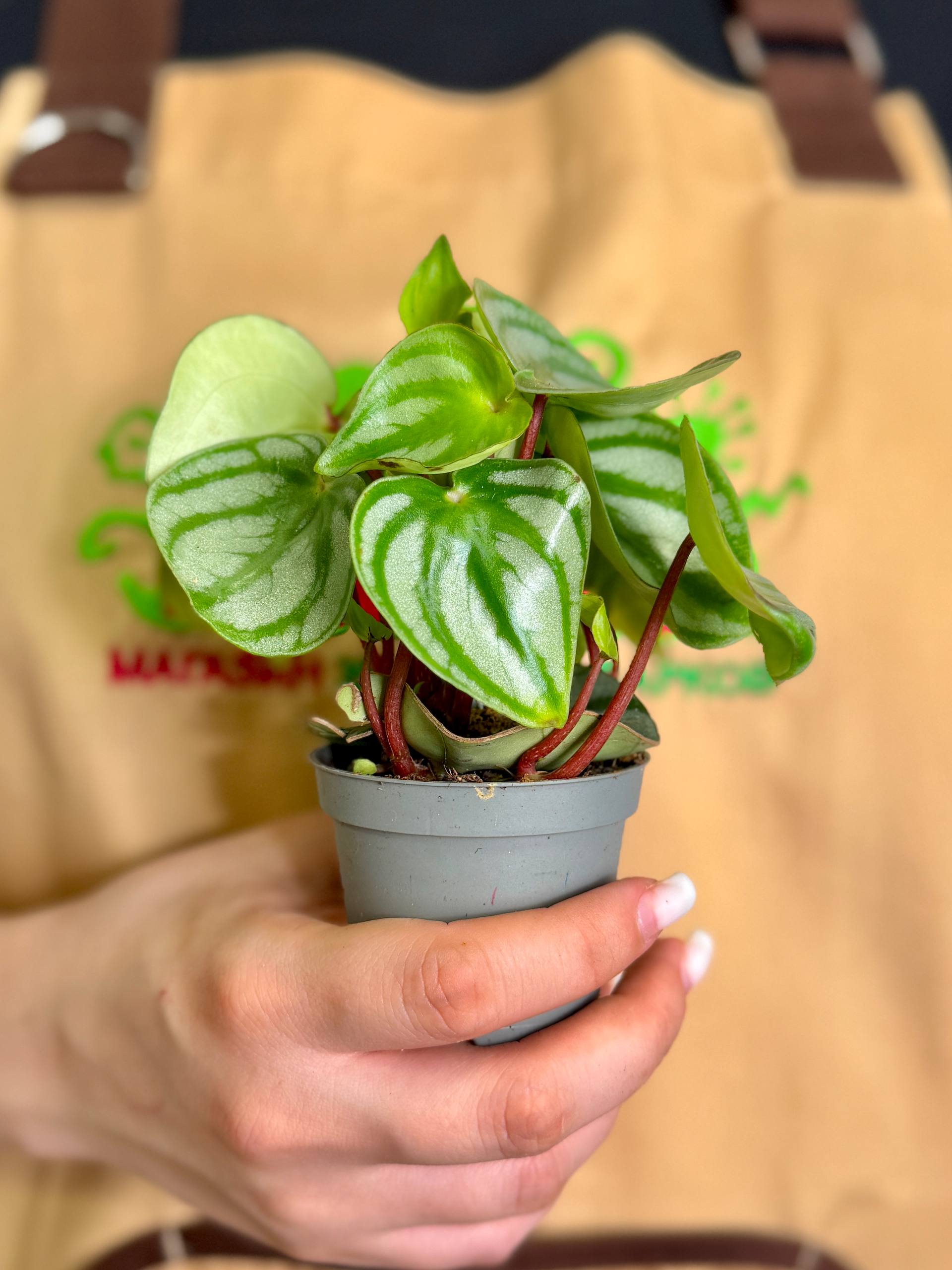 Пеперомия Арбузная (Peperomia Argyreia Watermelon) D6см