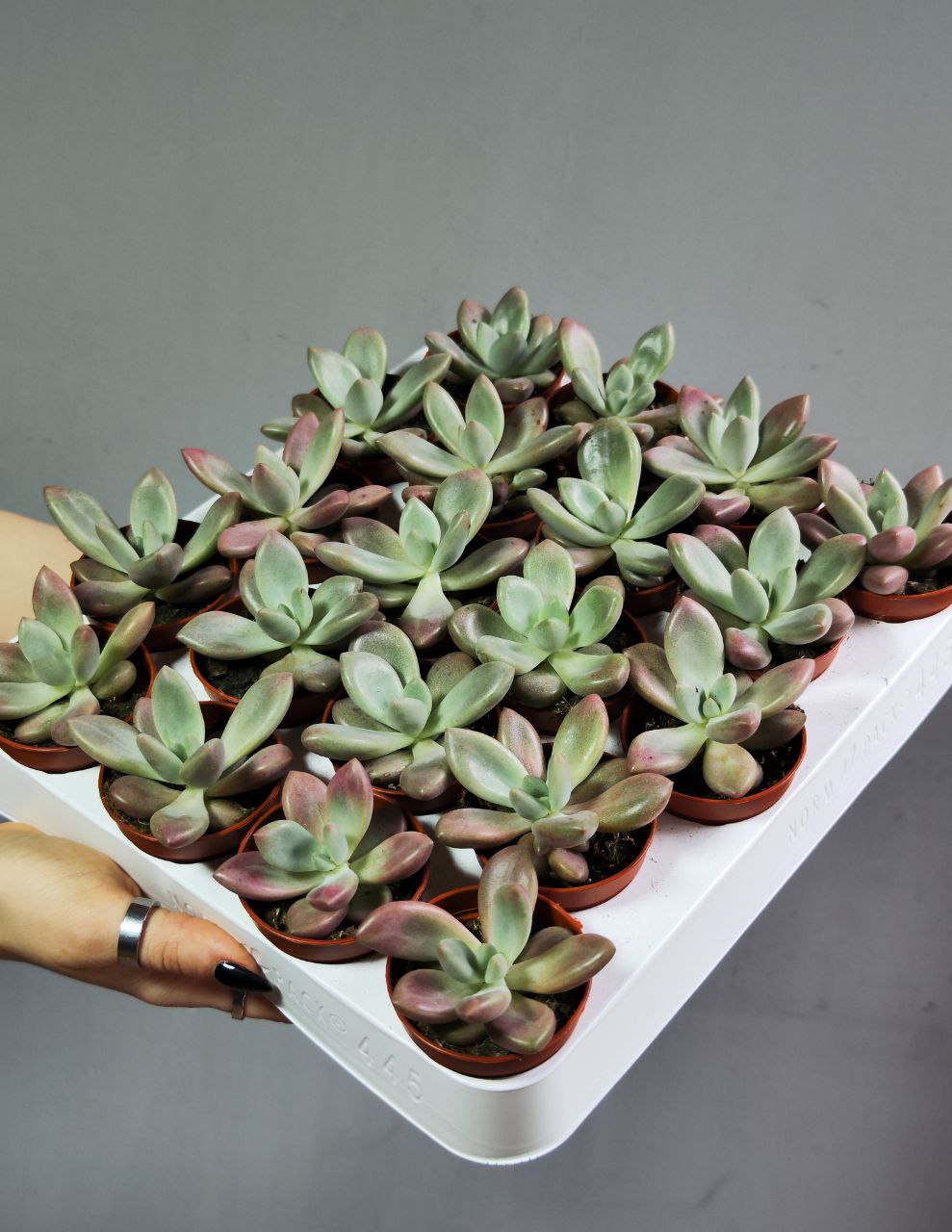 Граптоверия Рози Кроу (Graptoveria Rosie Crow) D5см