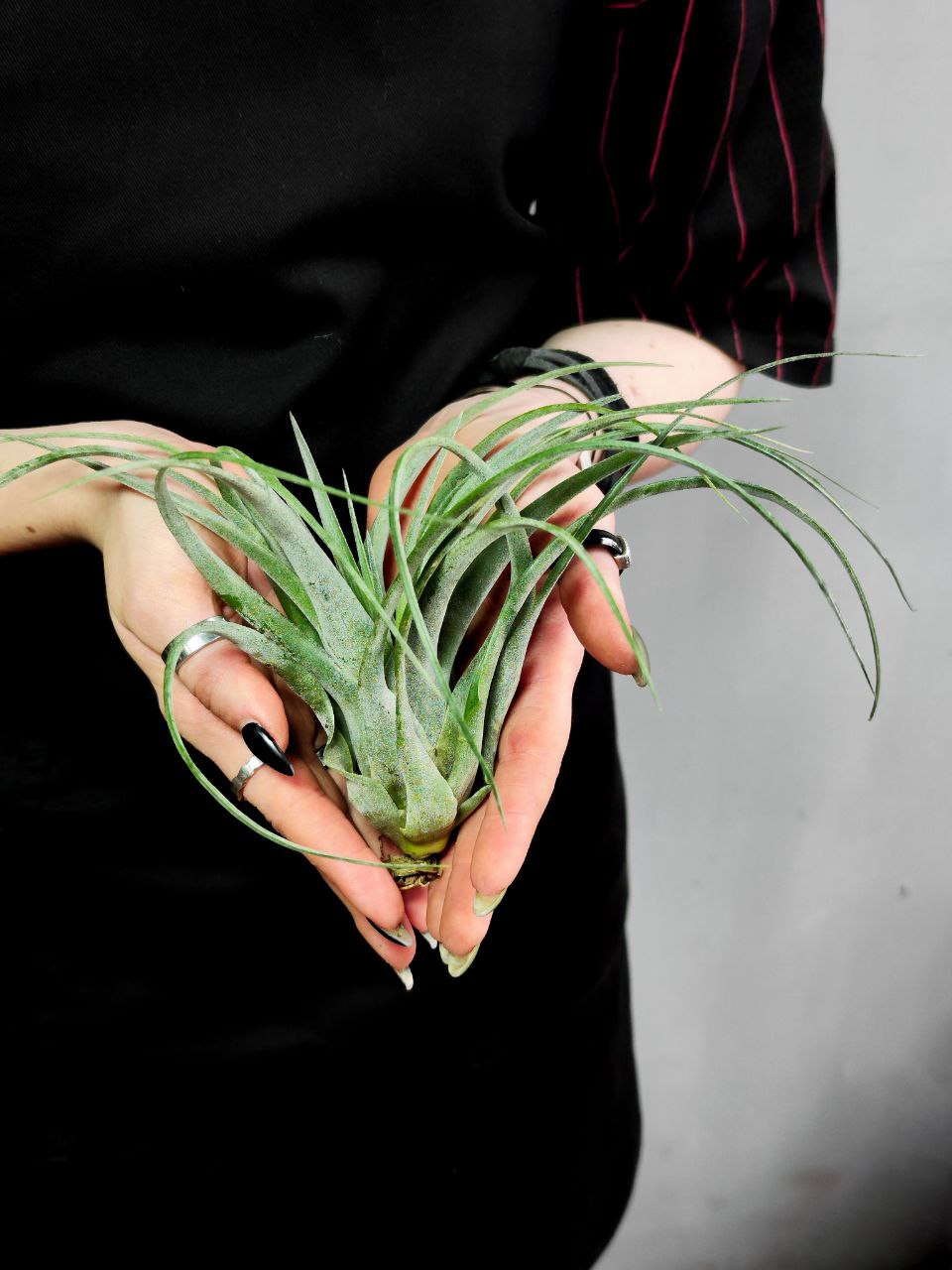 Тилландсия Курли Сильвер (Tillandsia Curly Silver)