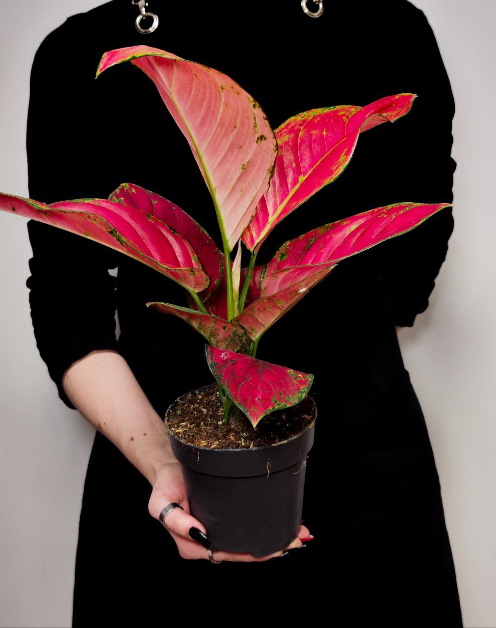 Аглаонема Ред Руби (Aglaonema Red Ruby) D12см