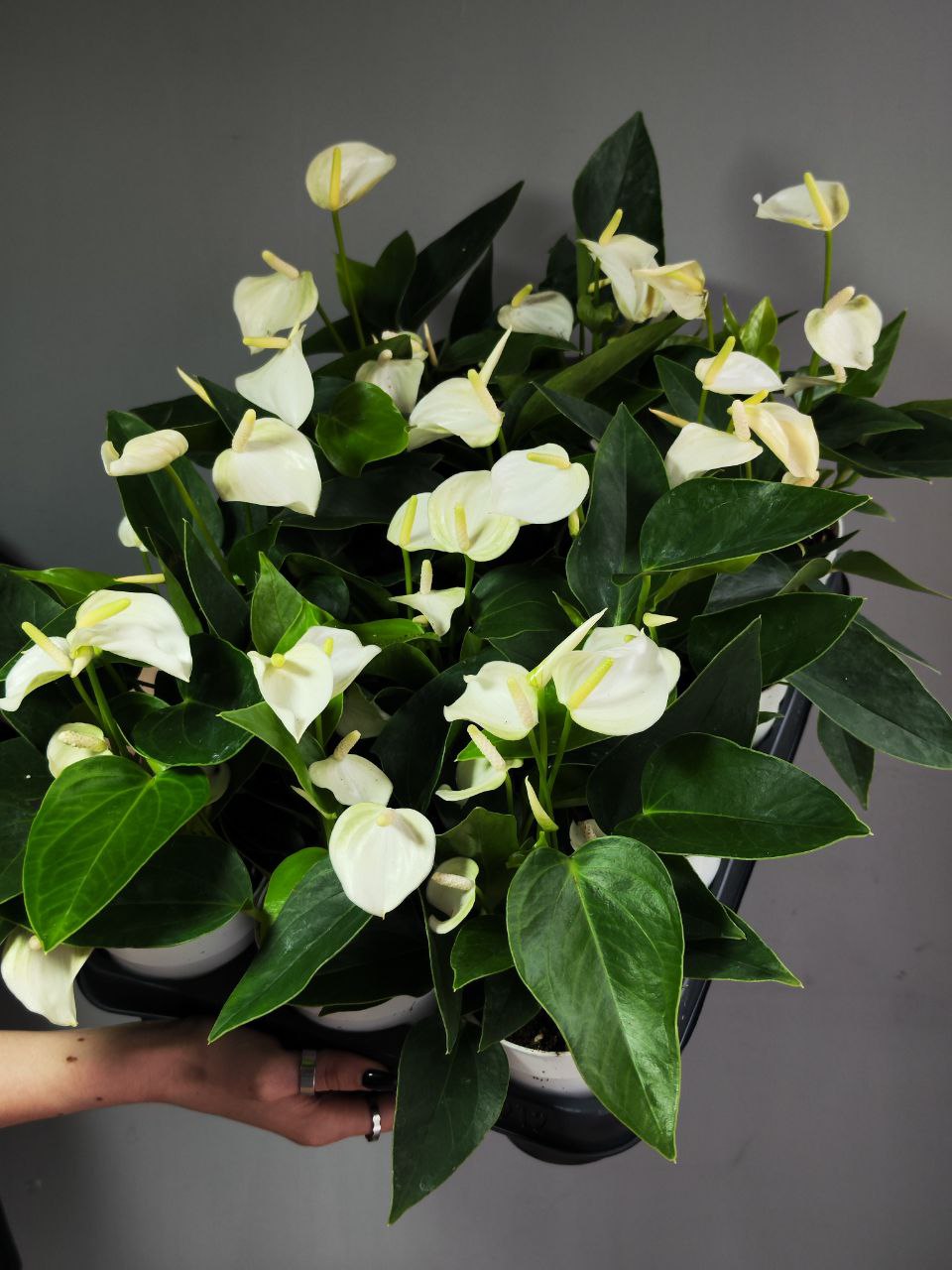 Антуриум Андреанум Вайт Чемпион (Anthurium An White Champion) D9см