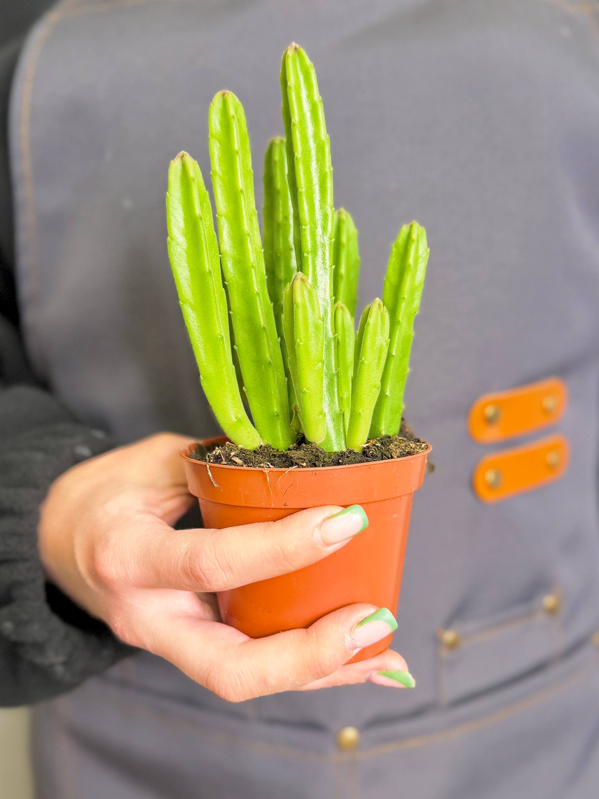 Стапелия Леендерца (Stapelia Leendertziae) D8,5см