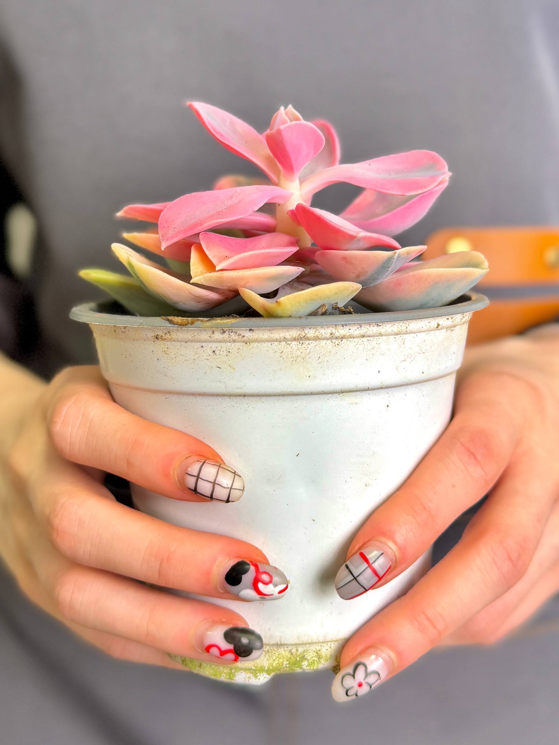 Эхеверия Рейнбоу (Echeveria Rainbow) D10см