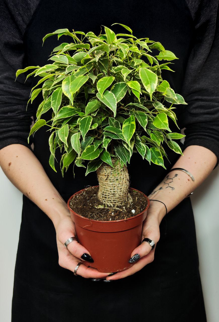Фикус Бенджамина Кинки (Ficus Benjamina Kinky) D12см