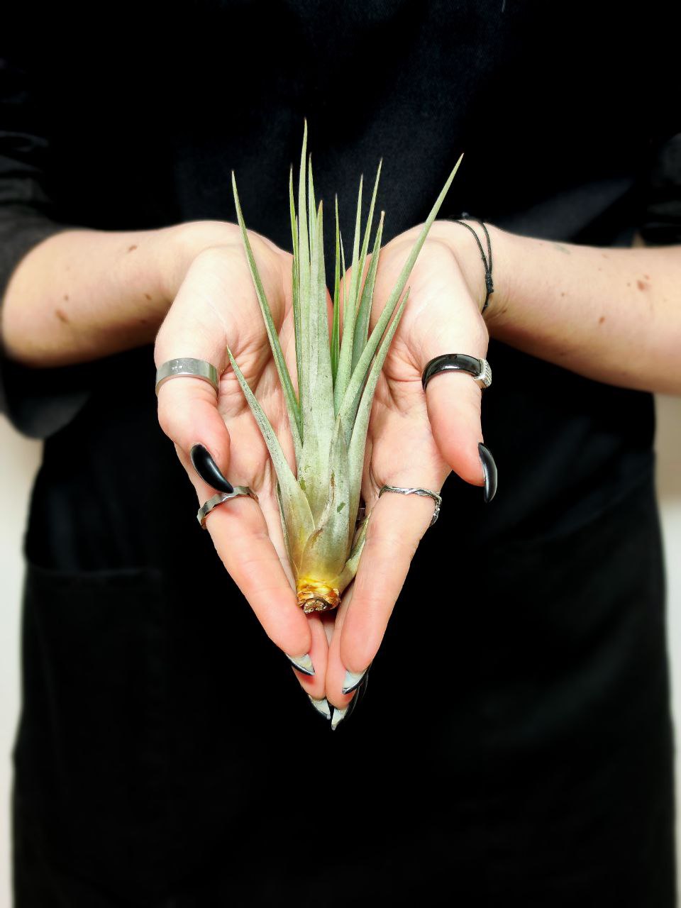 Тилландсия Фасцикулята (Tillandsia Fasciculata)