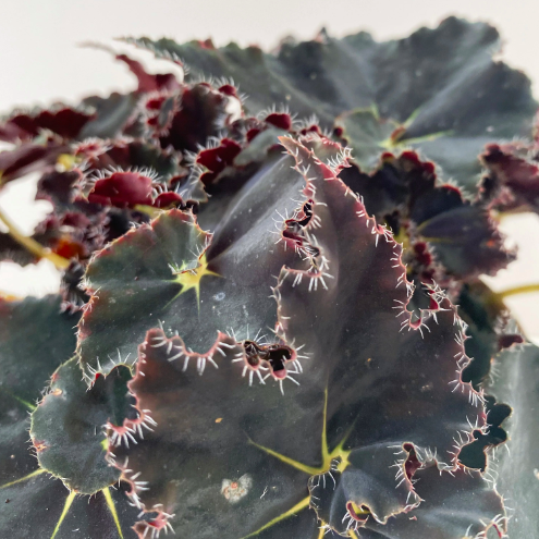 Бегония Черная Мамба (Begonia Rex Dark Mambo) D12см