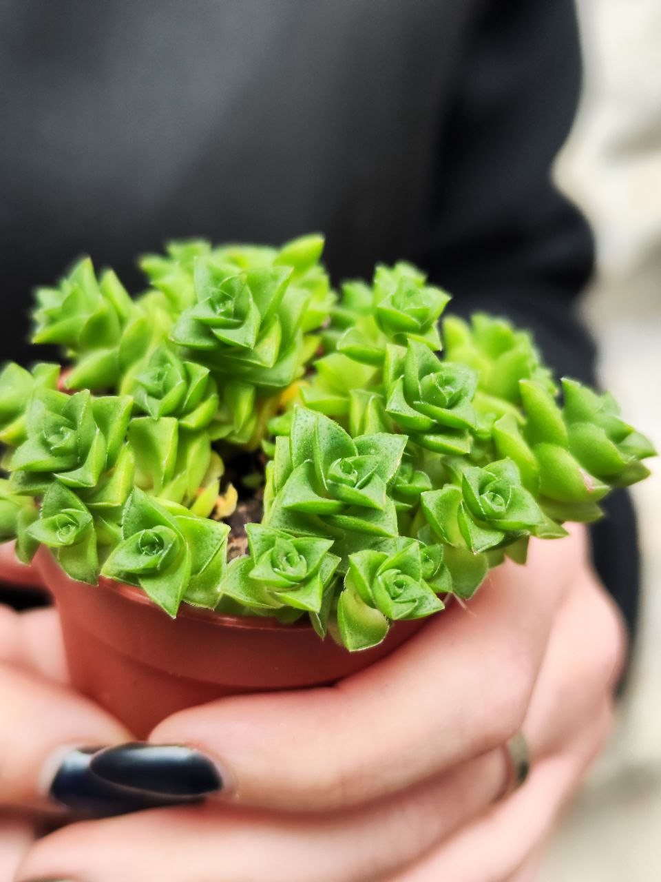 Крассула Марниериана Майор (Crassula Marneriana Major) D5см