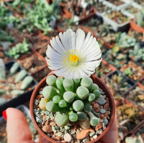 Фенестрария Булаволистная Ропалофилла (Fenestraria Rhopalophylla) D5см