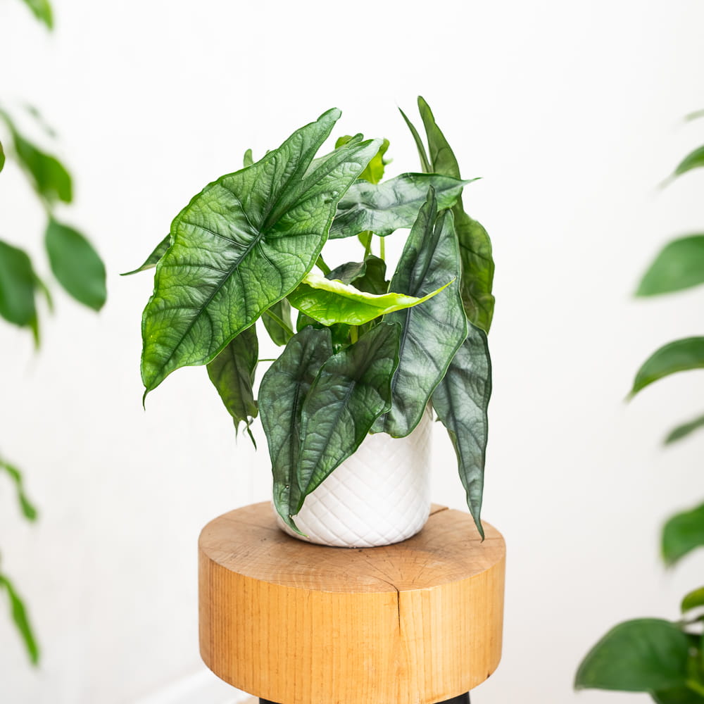 Алоказия Хетерофилла Дыхание Дракона (Alocasia Heterophylla Dragon’s Breath) D6см